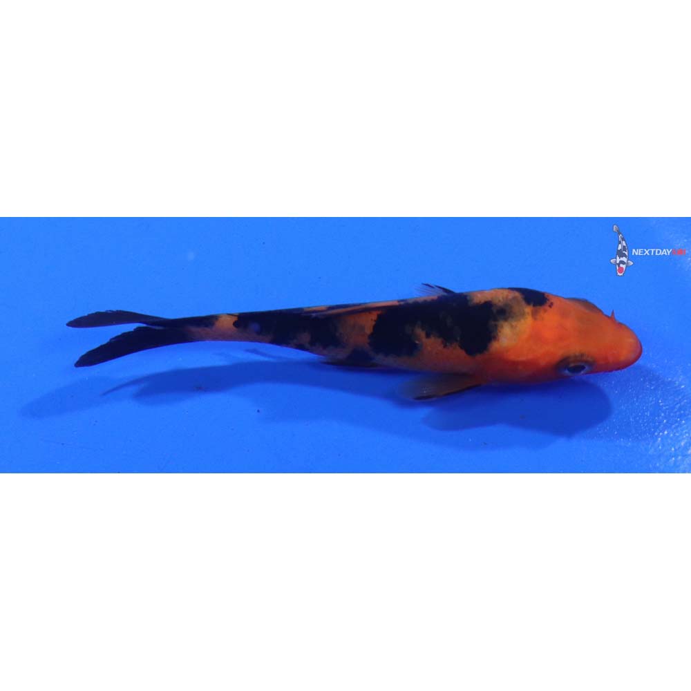 3” Imported Aka Bekko