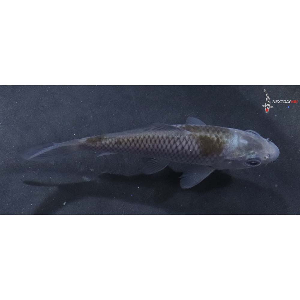 3.5” Imported Ochiba Shigure