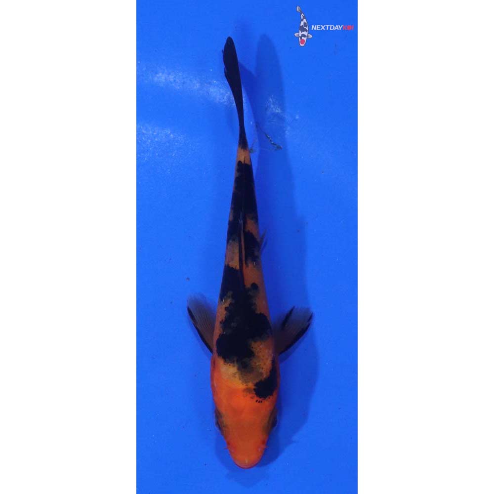 3” Imported Aka Bekko