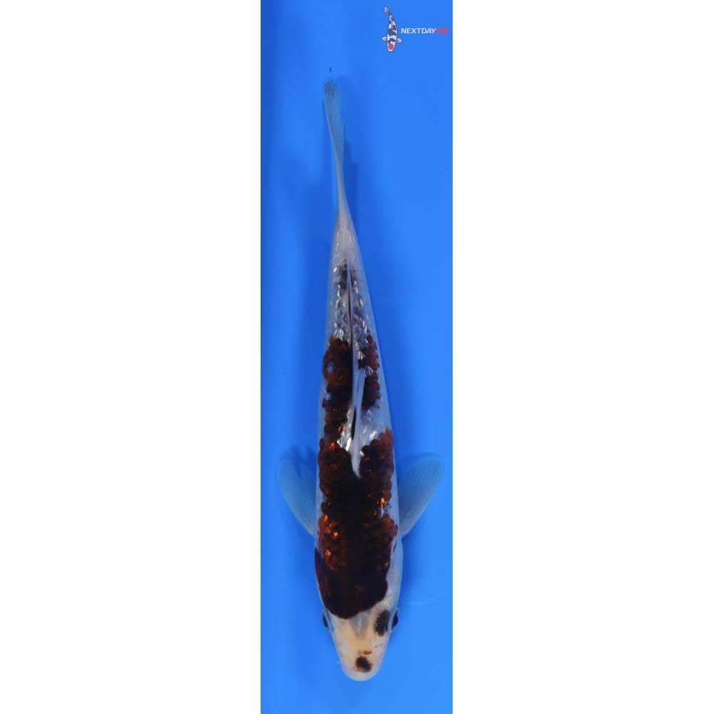 7.5” Imported Gin Rin Goromo