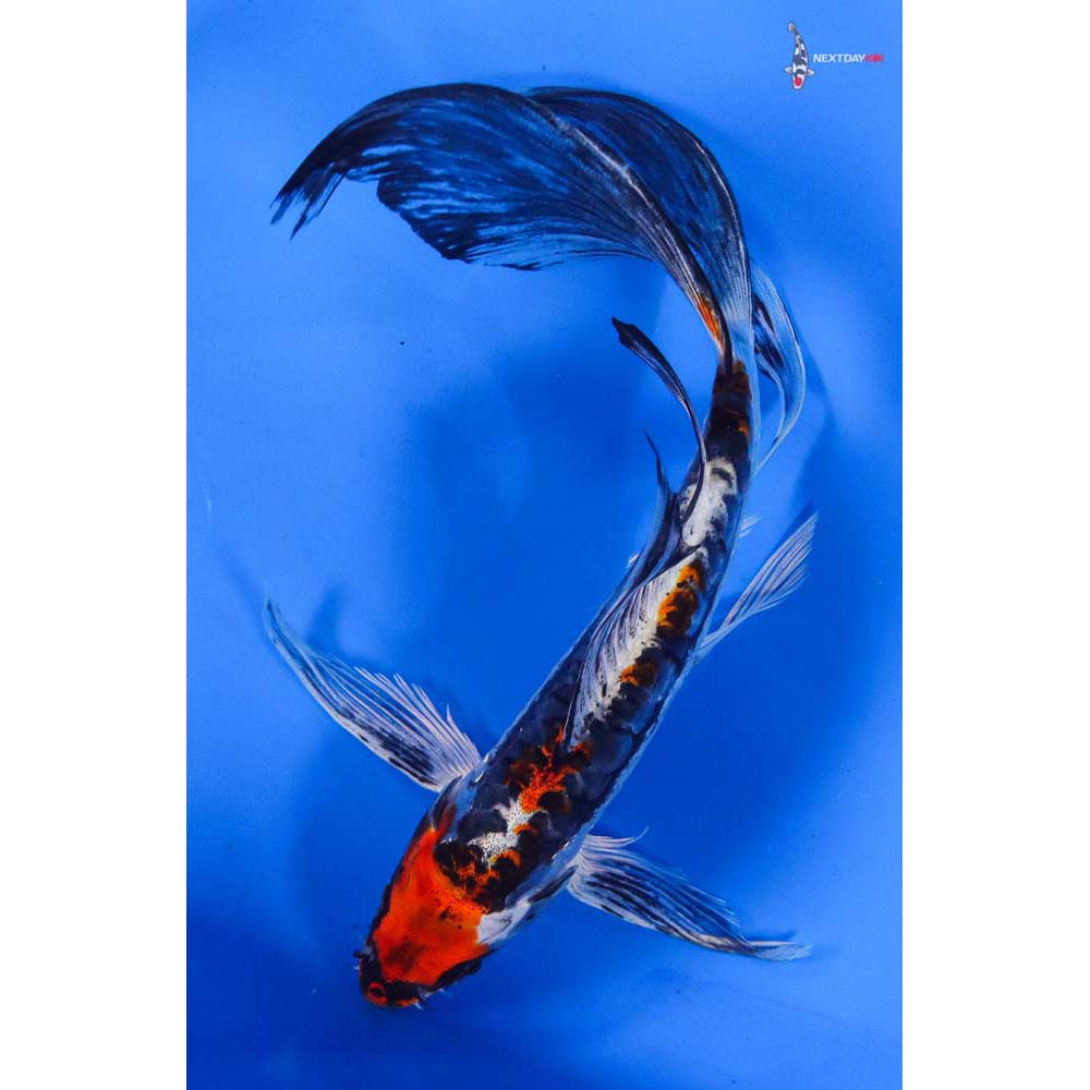 8” Imported Kin Kikokuryu Butterfly Koi
