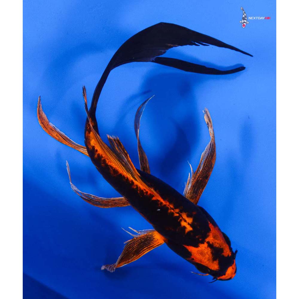 8” Imported Kin Kikokuryu Butterfly Koi