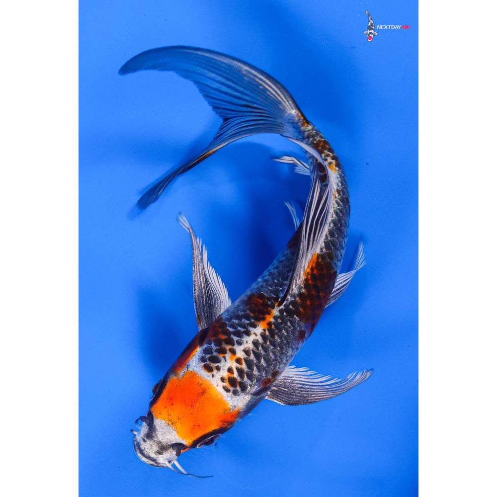 7.5” Imported Kujaku Butterfly Koi