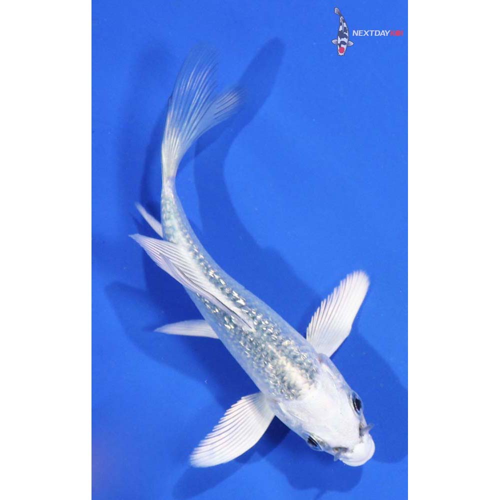 4” Imported Gin Rin Gin Matsuba Butterfly Koi