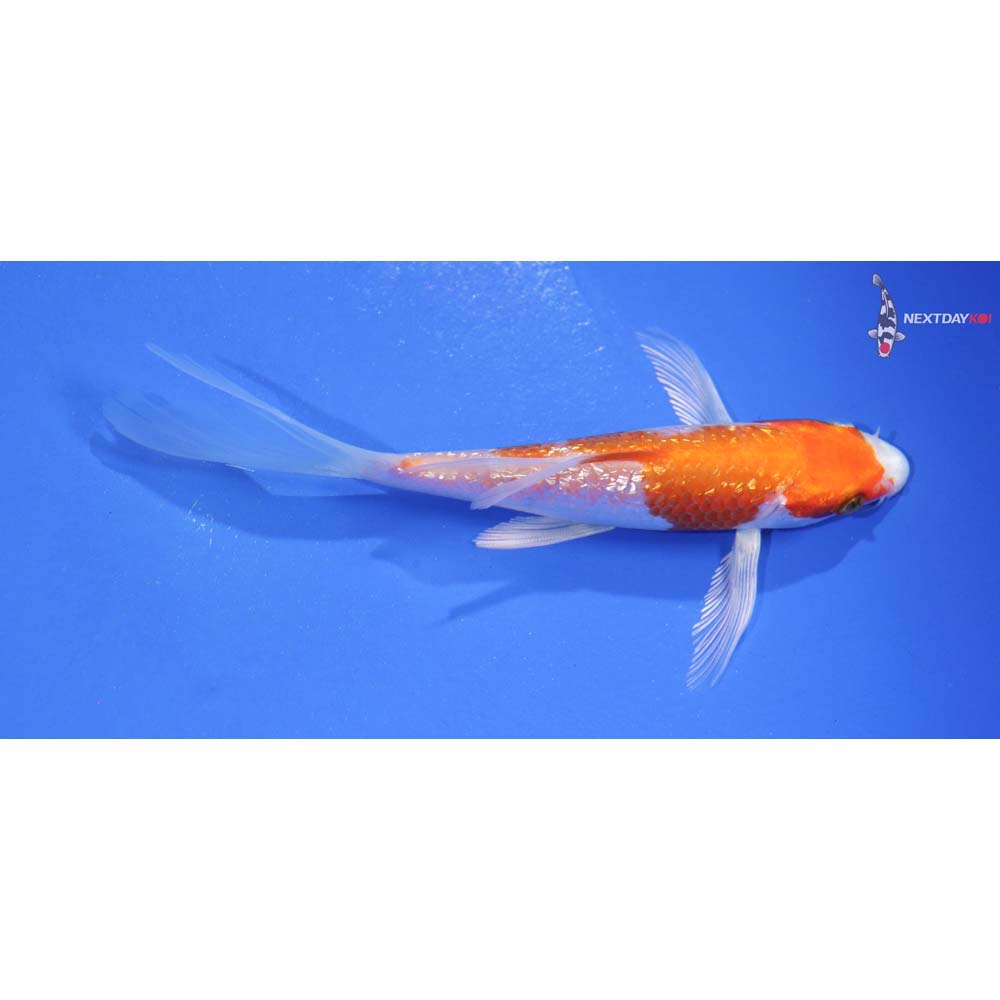 4.5” Imported Gin Rin Hariwake Butterfly Koi