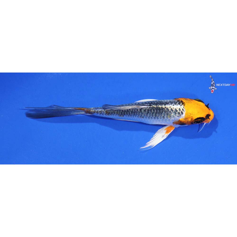 4” Imported Kujaku Butterfly Koi