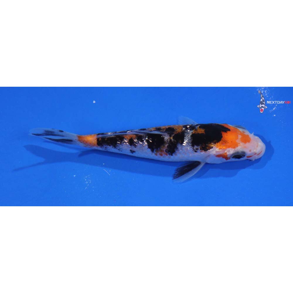 4” Imported Gin Rin Sanke