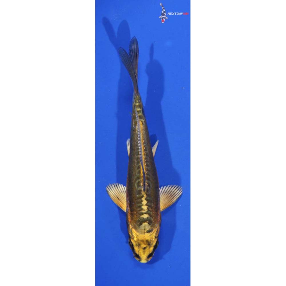 4.5” Imported Kin Kikokuryu