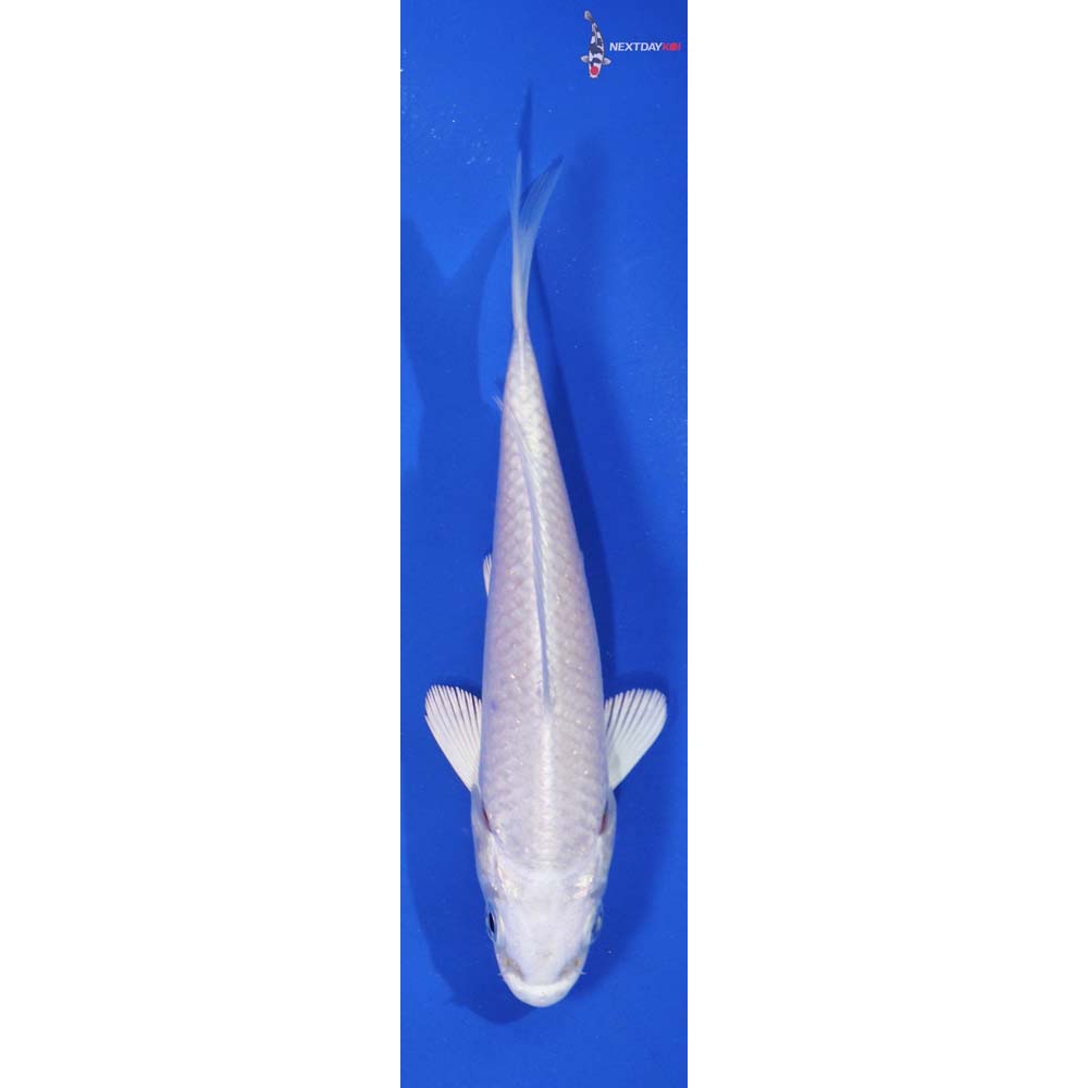 4.5” Imported Platinum Ogon