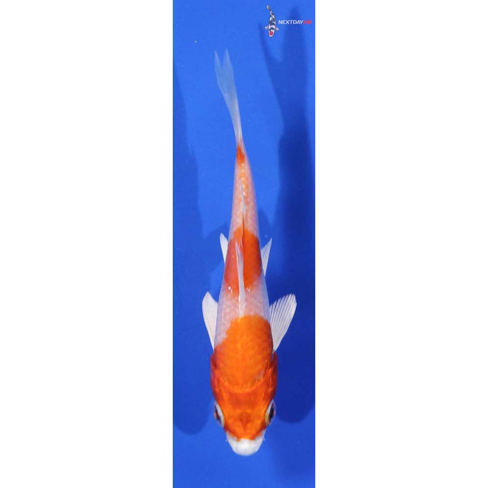 4” Imported Hariwake