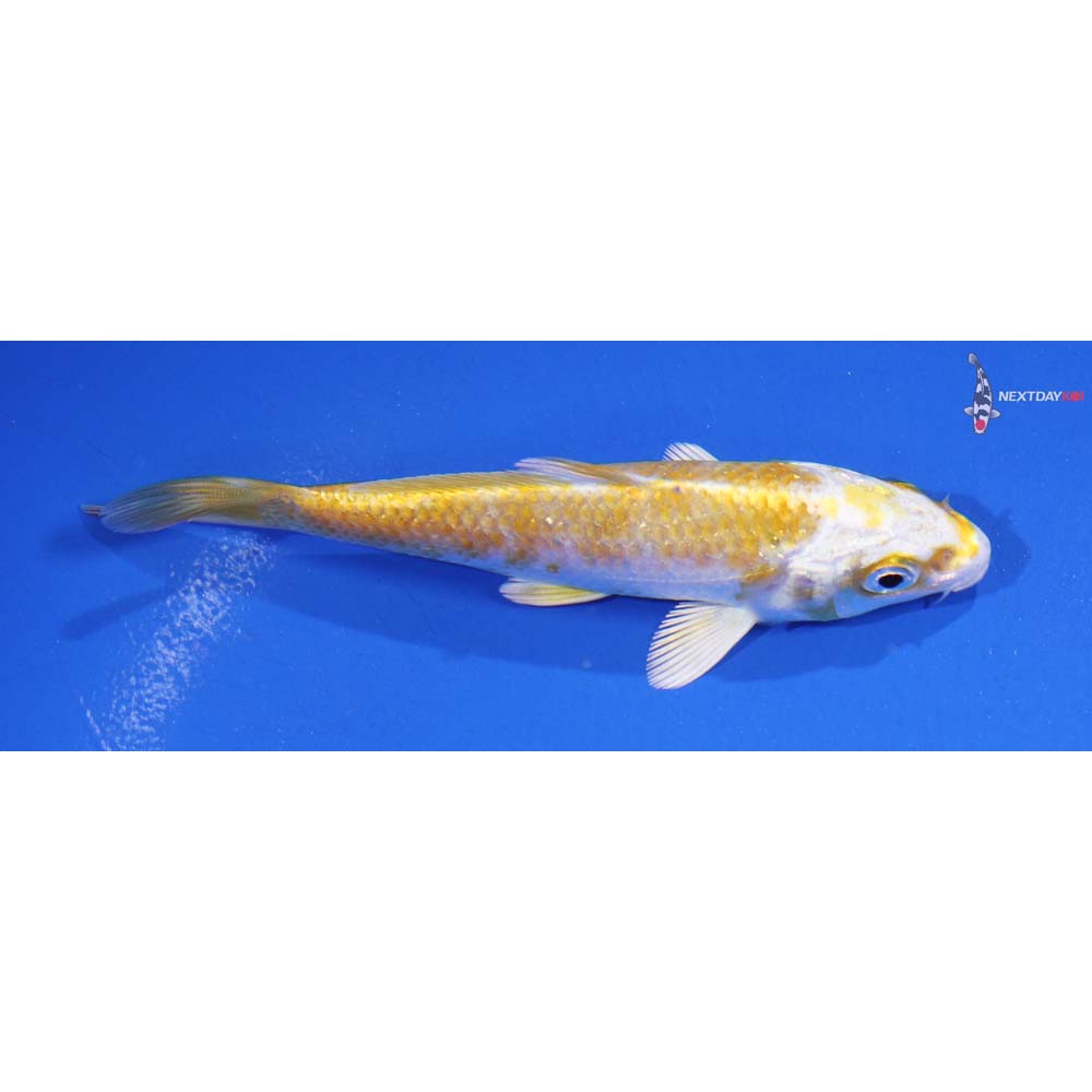 4.5” Imported Lemon Hariwake