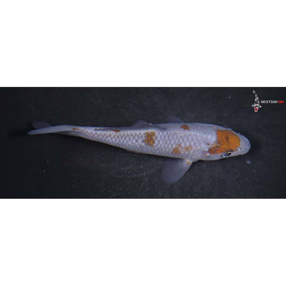 5” Imported Ochiba Shigure