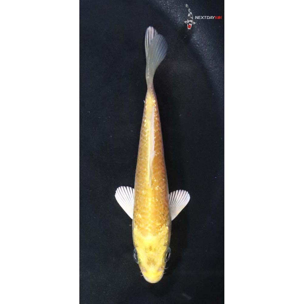 4” Imported Yamabuki Ogon
