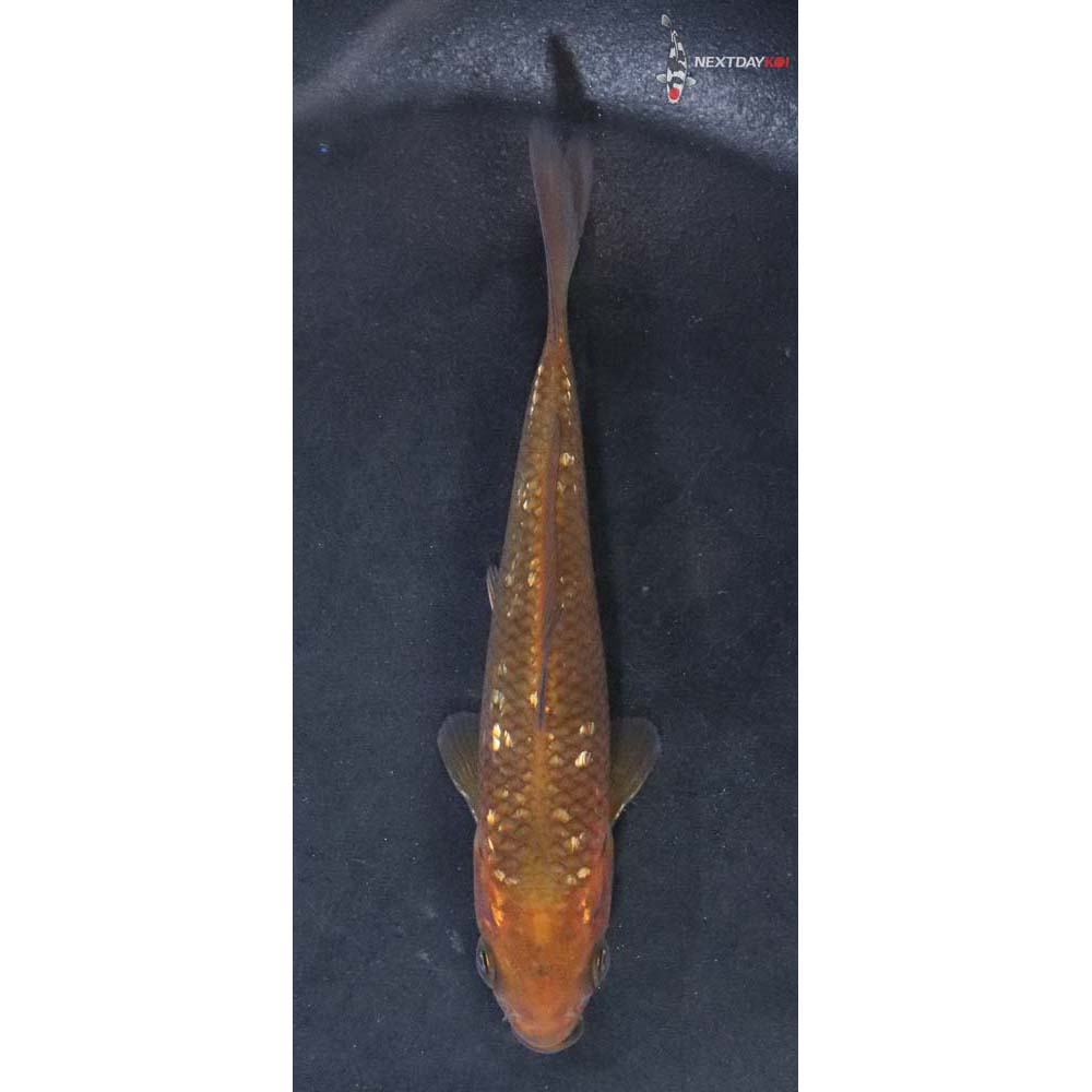 4” Imported Chagoi