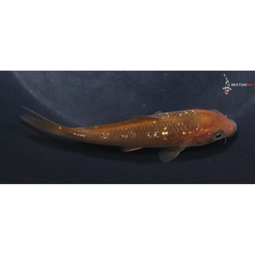 4” Imported Chagoi