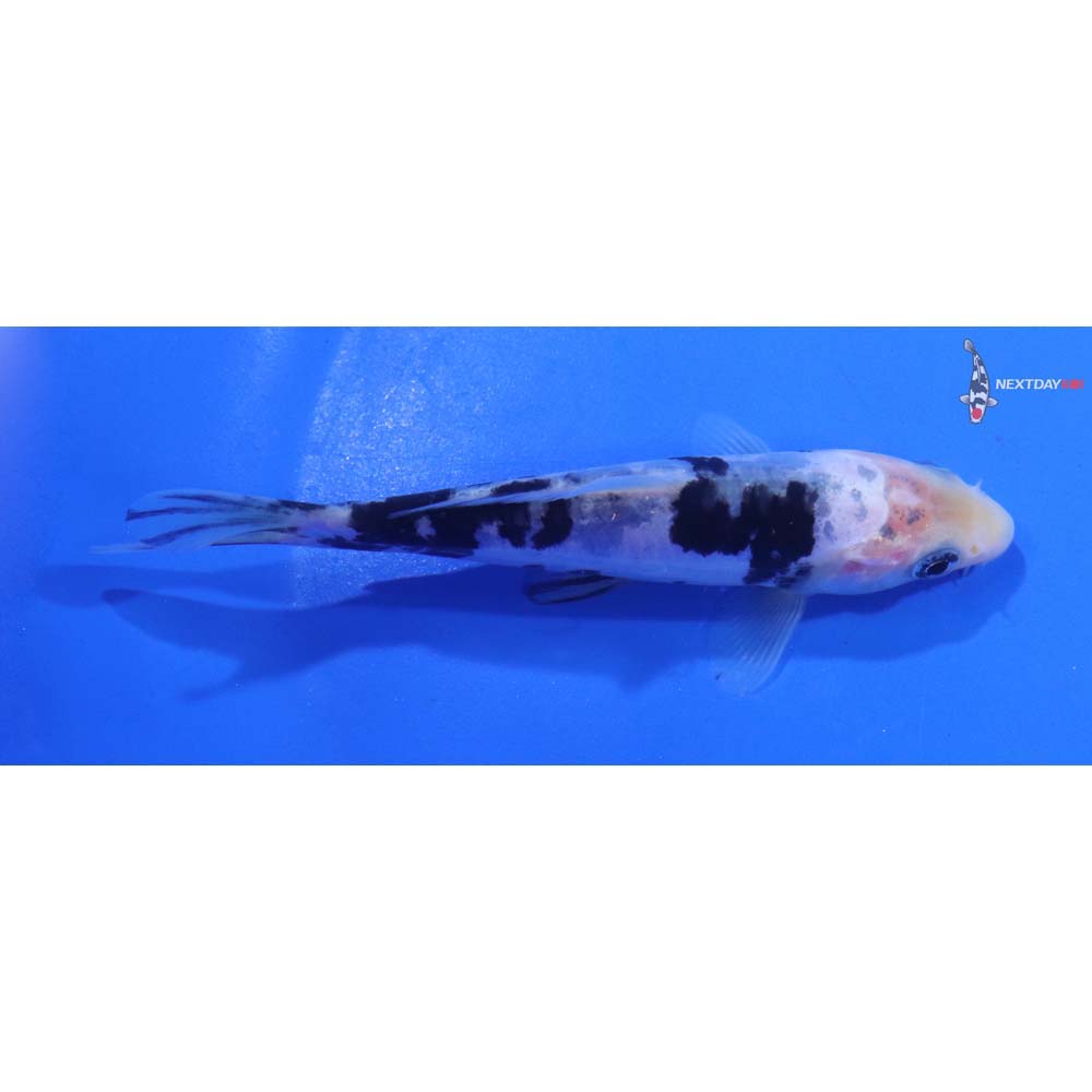 4.5” Imported Doitsu Shiro Bekko