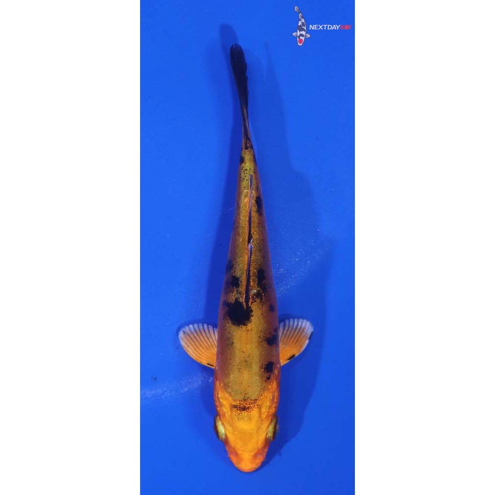 3.5” Imported Doitsu Kin Aka Bekko