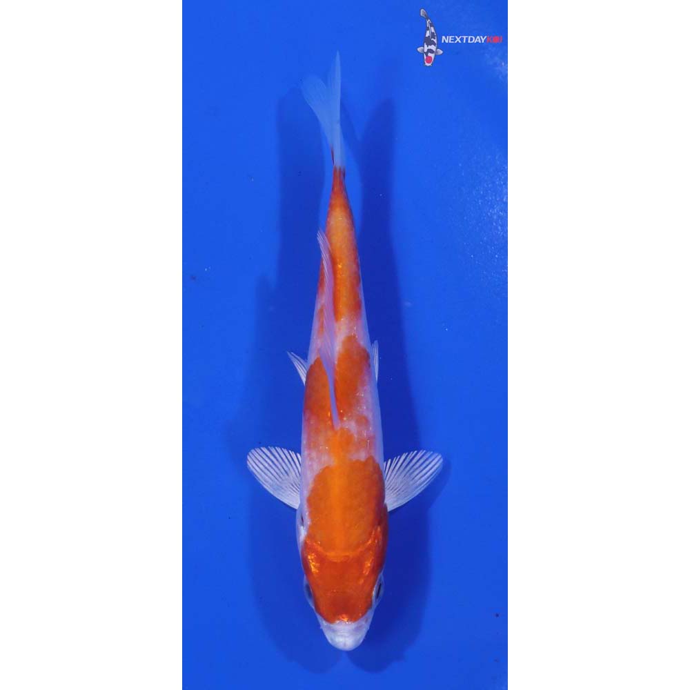 3.5” Imported Hariwake