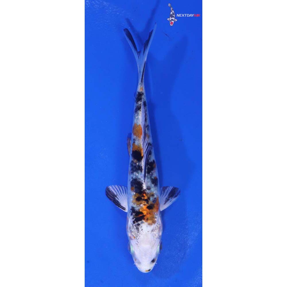 3.5” Imported Yamato Nishiki