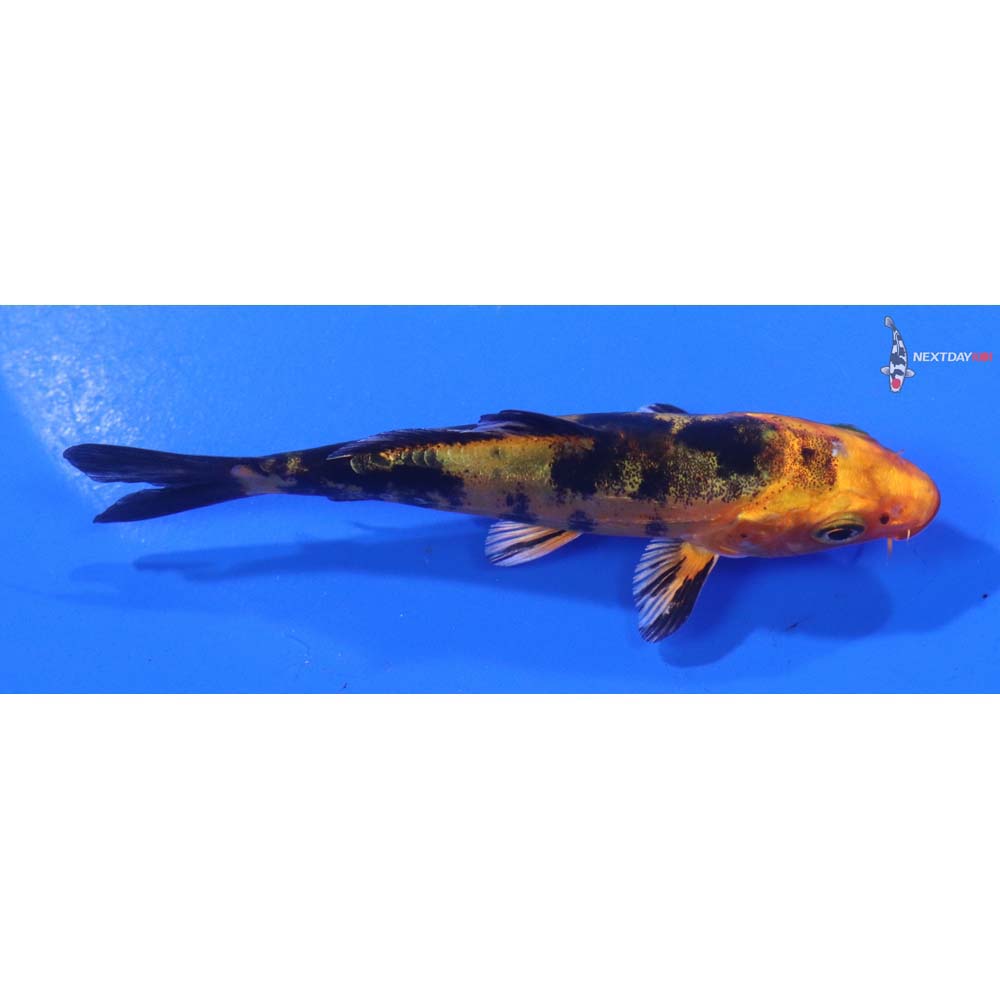 3.5” Imported Doitsu Kin Aka Bekko