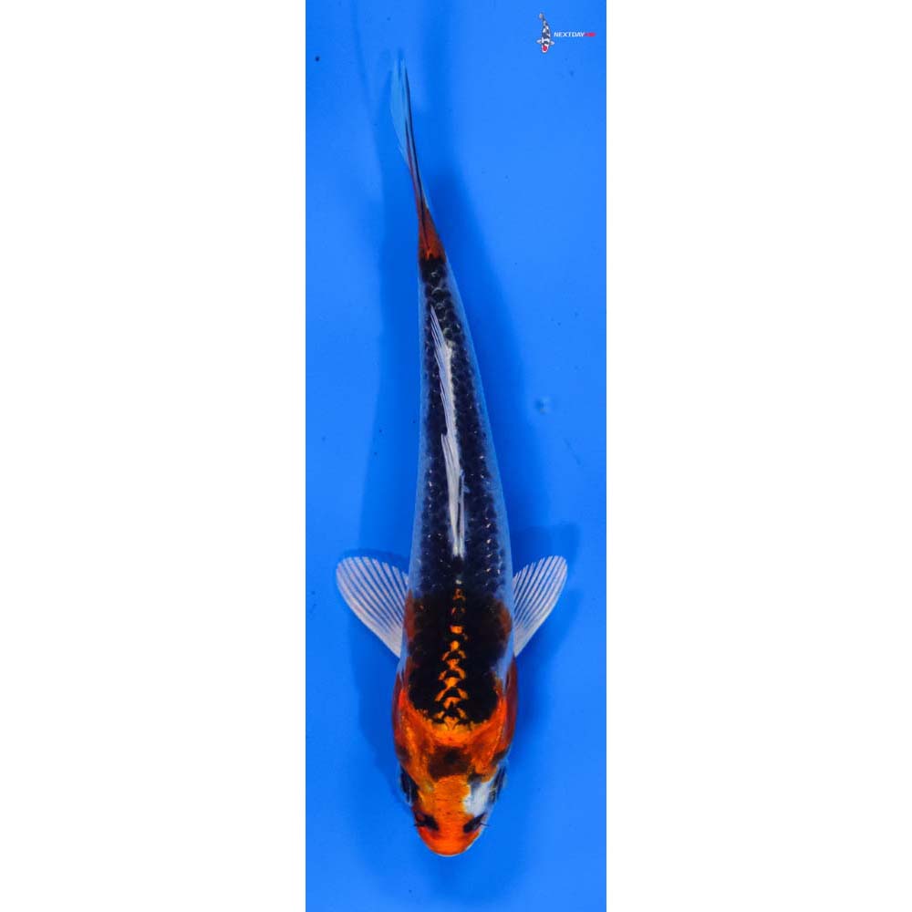 4” Imported Kujaku