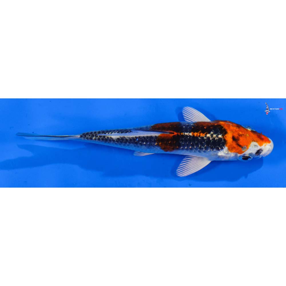 4” Imported Kujaku