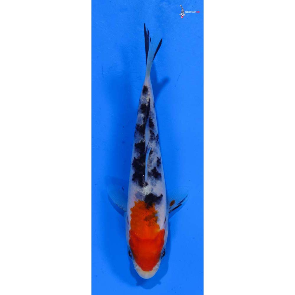 4” Imported Sanke