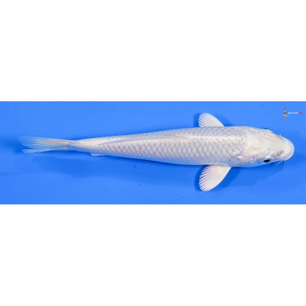 4.5” Imported Platinum Ogon