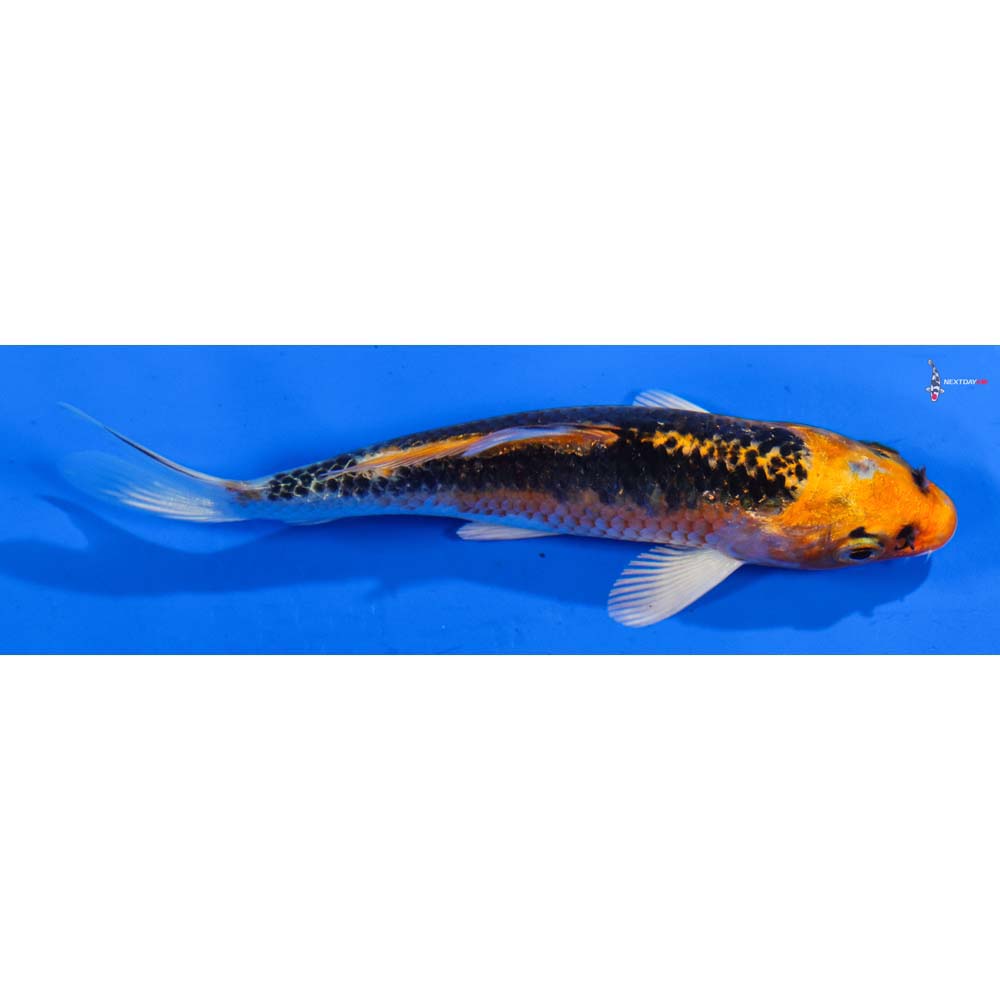 4.5” Imported Kujaku