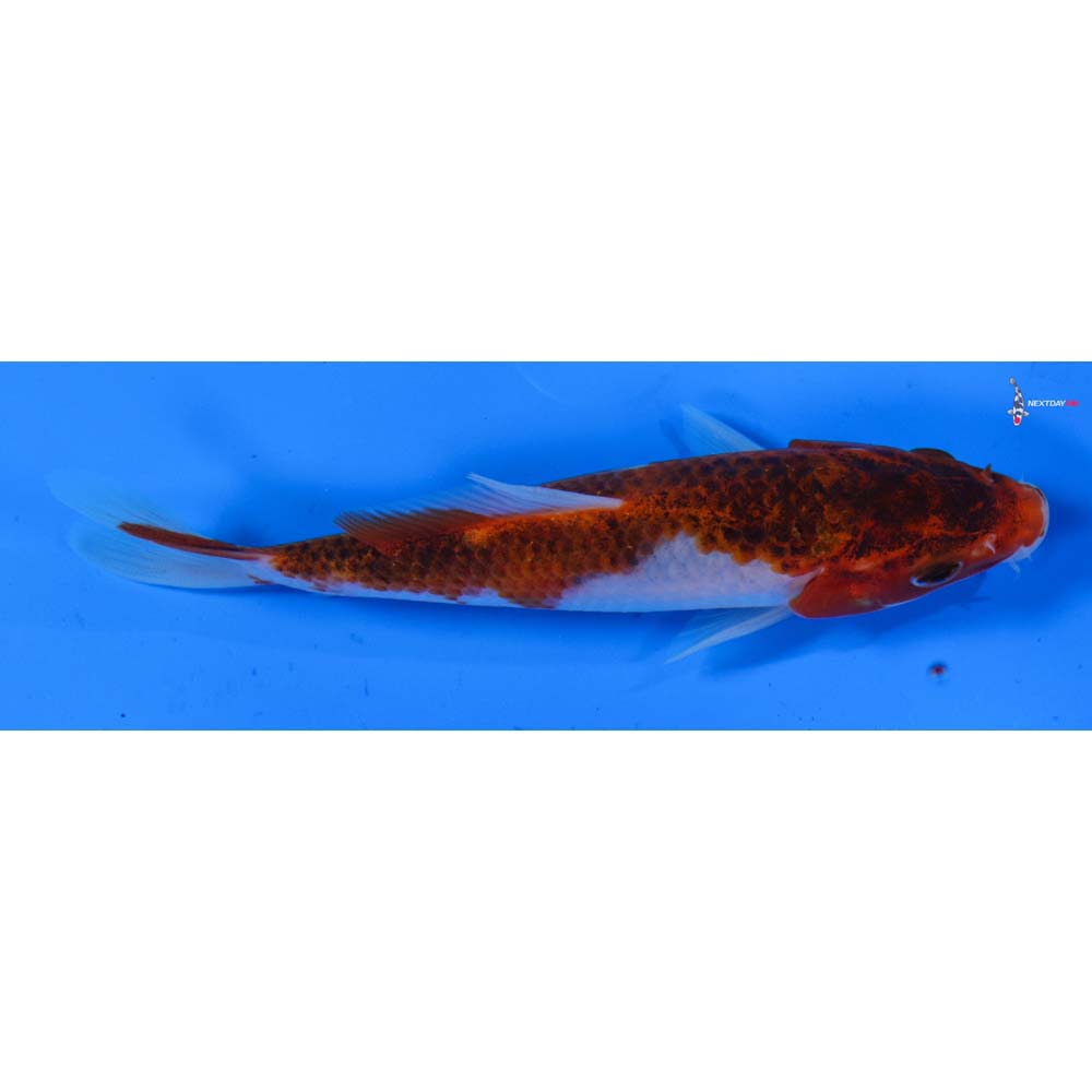 5” Imported Goromo