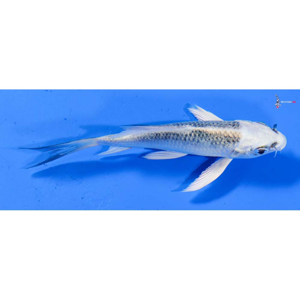 4” Imported Gin Matsuba Butterfly Koi