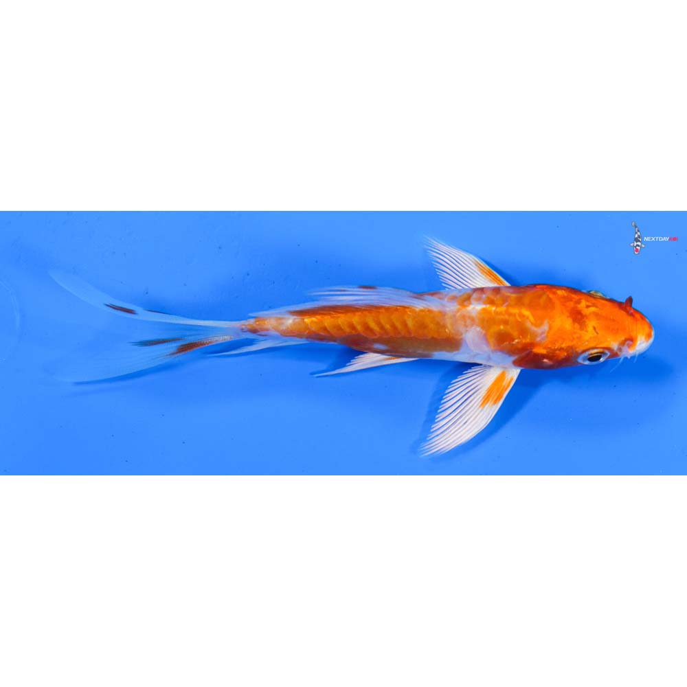 4” Imported Kikusui Butterfly Koi