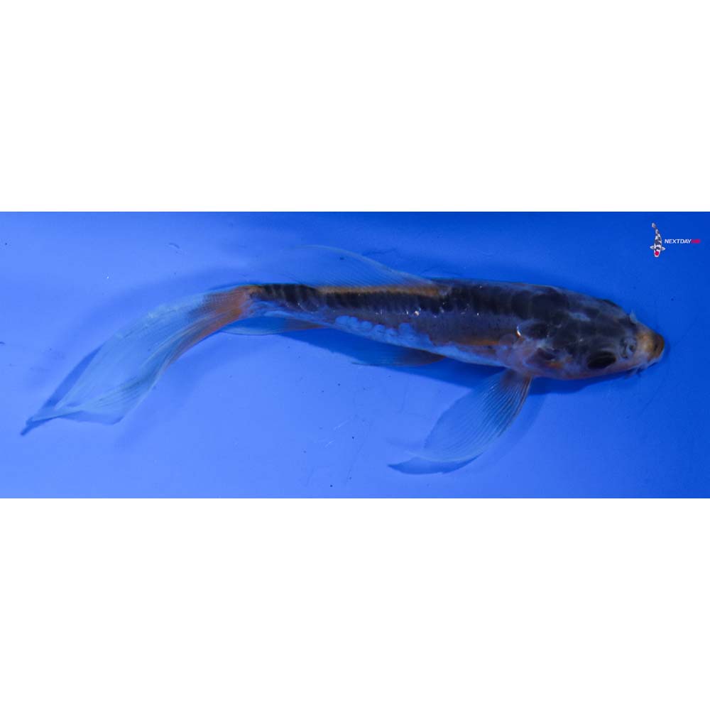 4.5” Imported Shusui Butterfly Koi