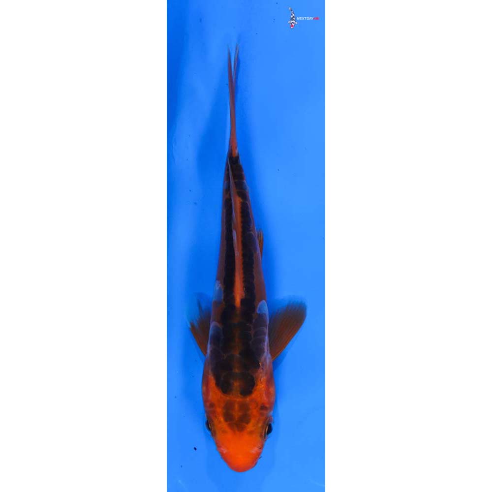 5” Imported Hana Shusui