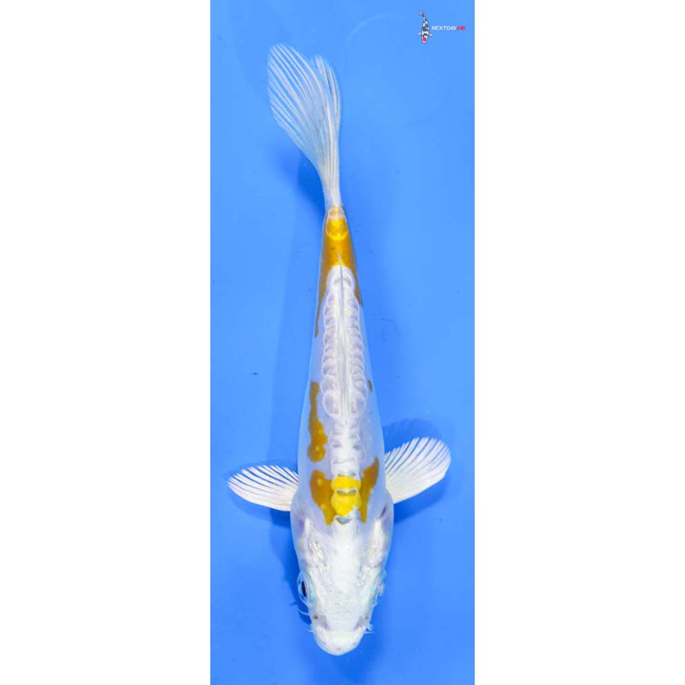 5” Imported Doitsu Lemon Hariwake