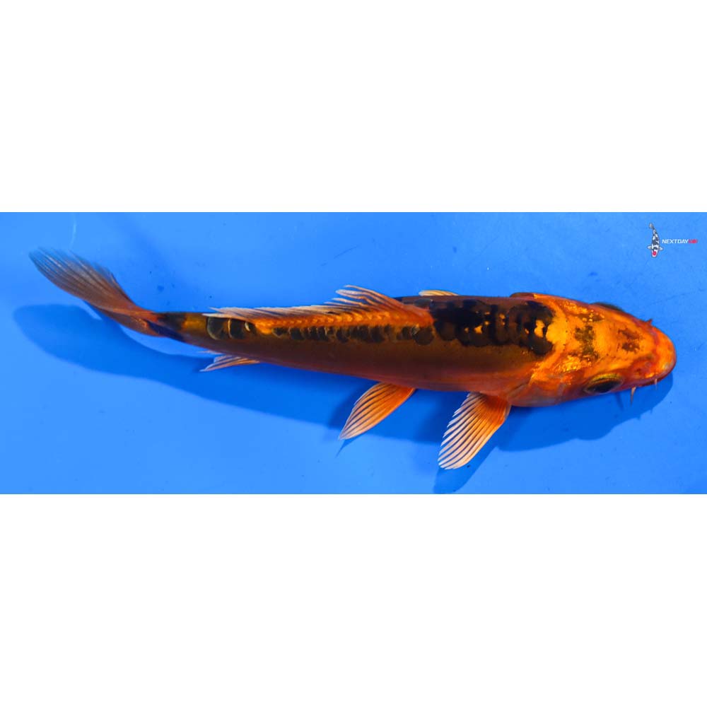 5” Imported Doitsu Orenji Matsuba