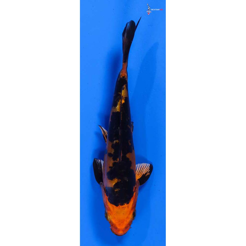 5” Imported Doitsu Kin Aka Bekko