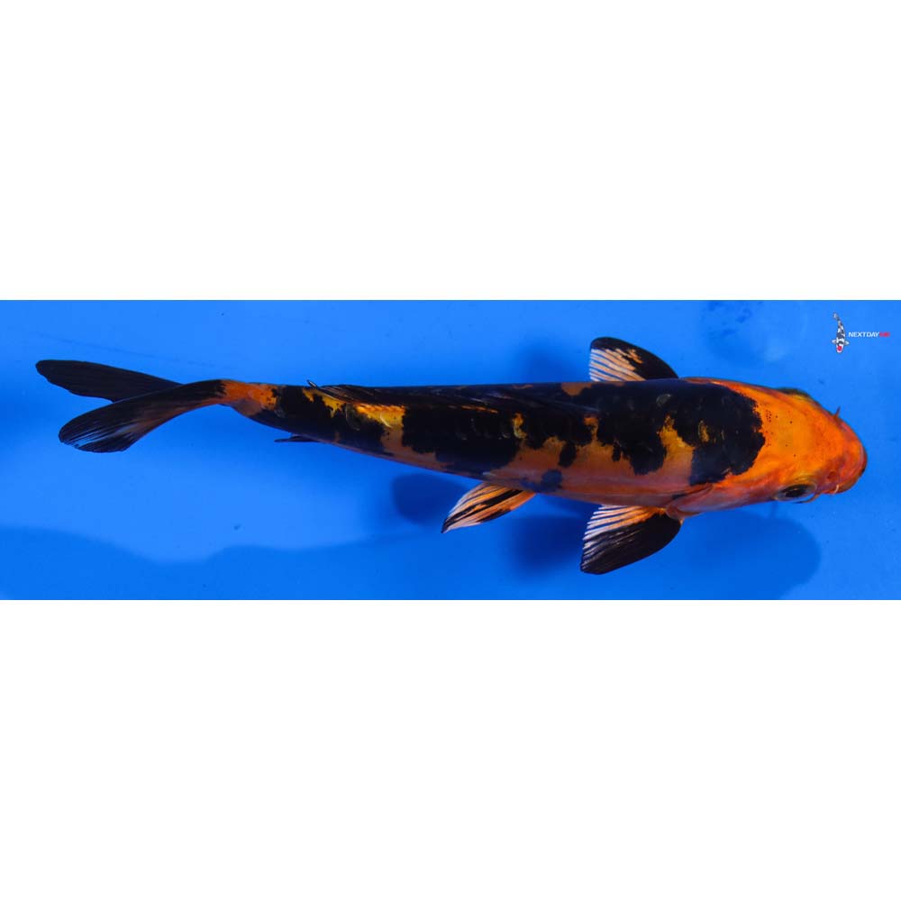 5” Imported Doitsu Kin Aka Bekko