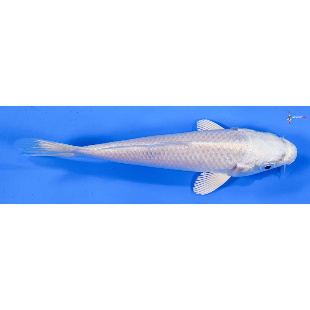 5” Imported Platinum Ogon