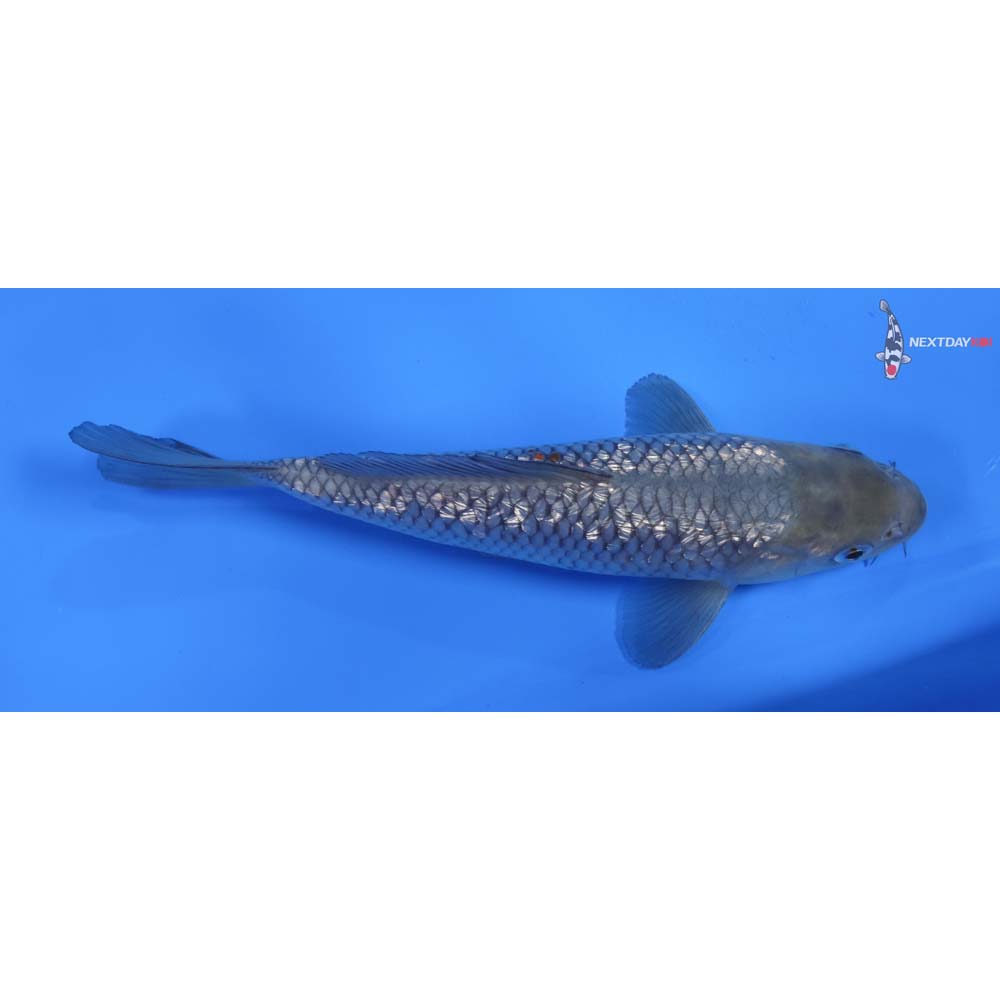7” Imported Gin Rin Soragoi