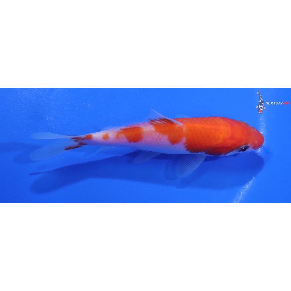 4” Imported Kohaku