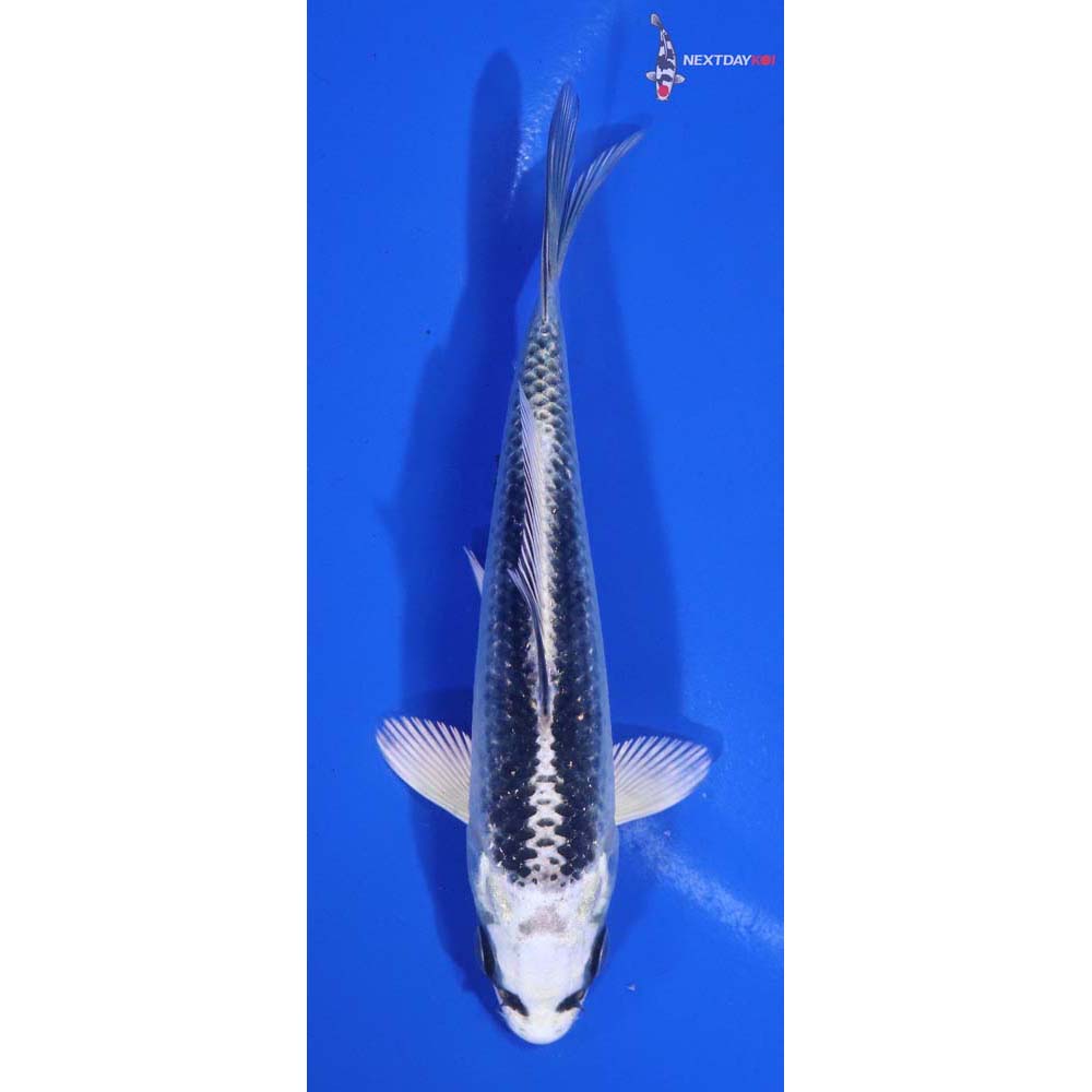4.5” Imported Gin Matsuba