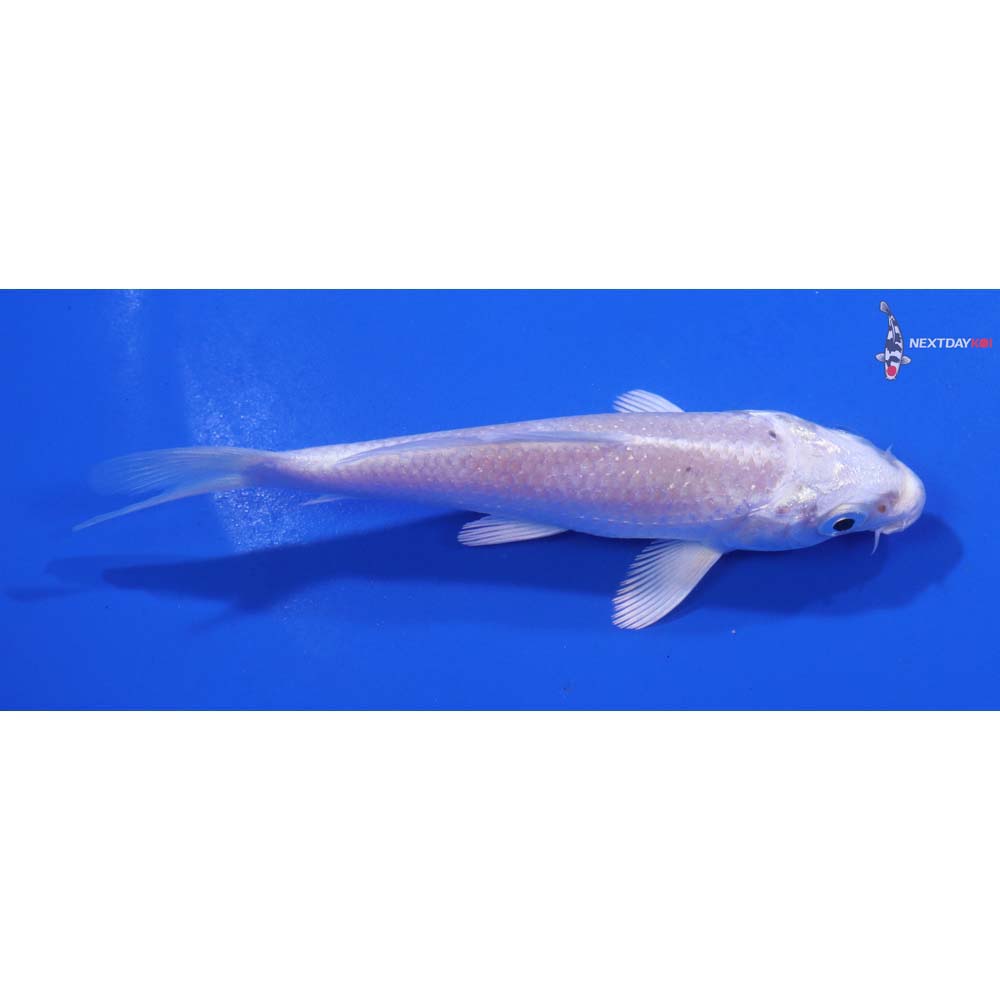 4.5” Imported Platinum Ogon
