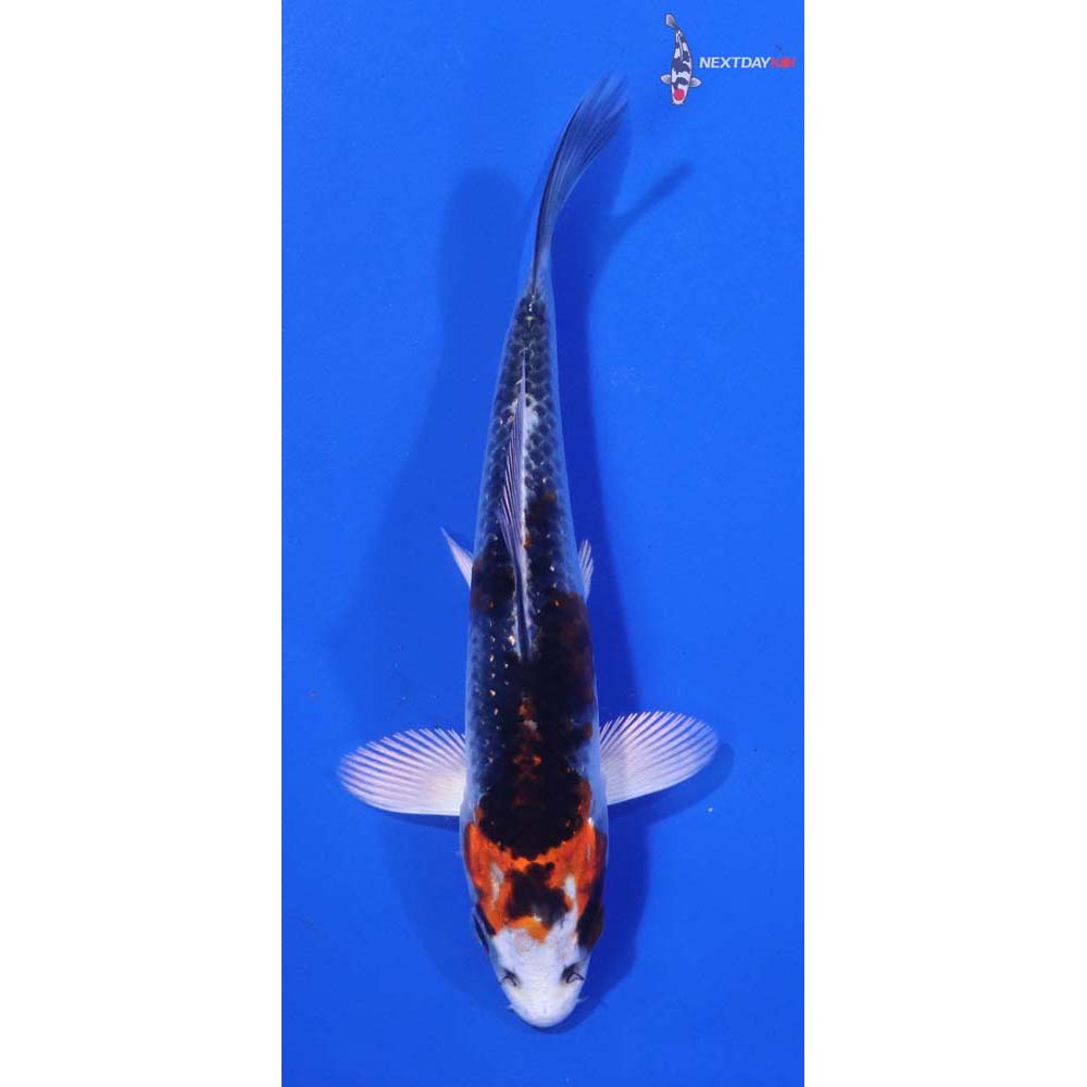 4.5” Imported Kujaku