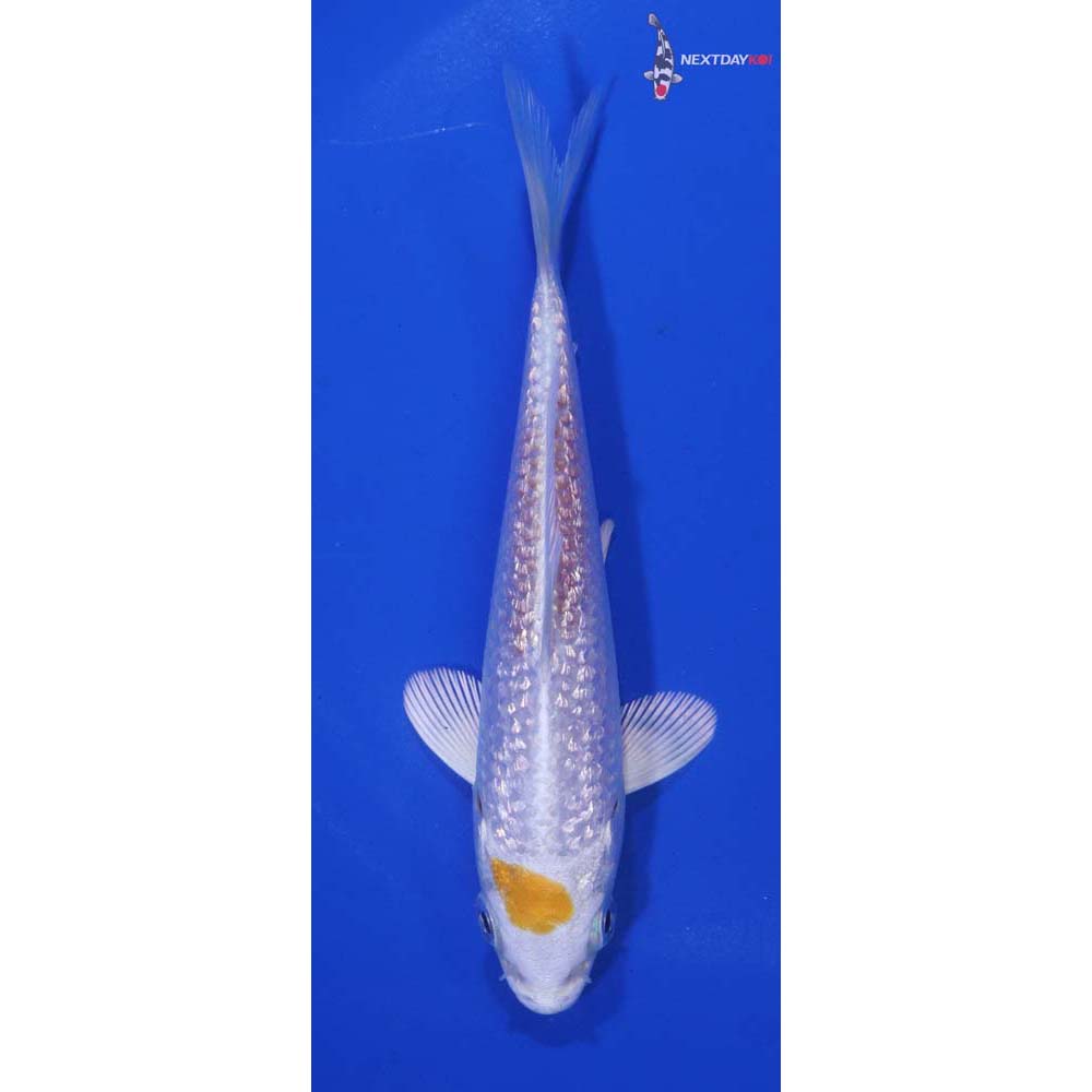 5” Imported Gin Rin Lemon Hariwake