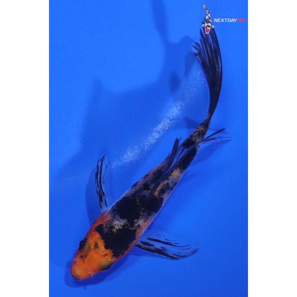 4” Imported Sanke Butterfly Koi