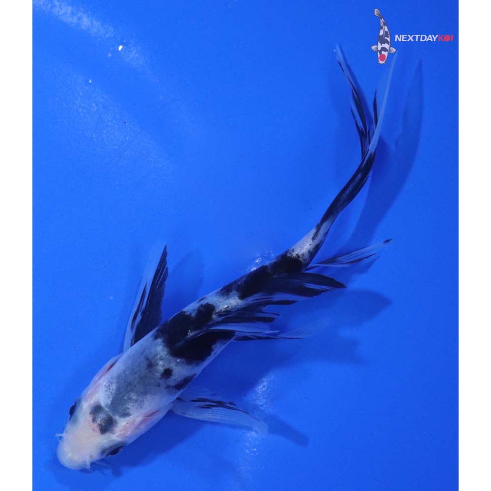 4” Imported Shiro Bekko Butterfly Koi