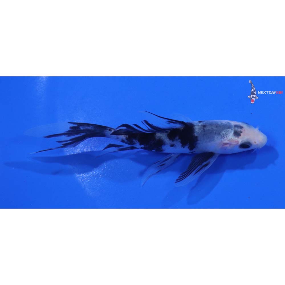 4” Imported Shiro Bekko Butterfly Koi