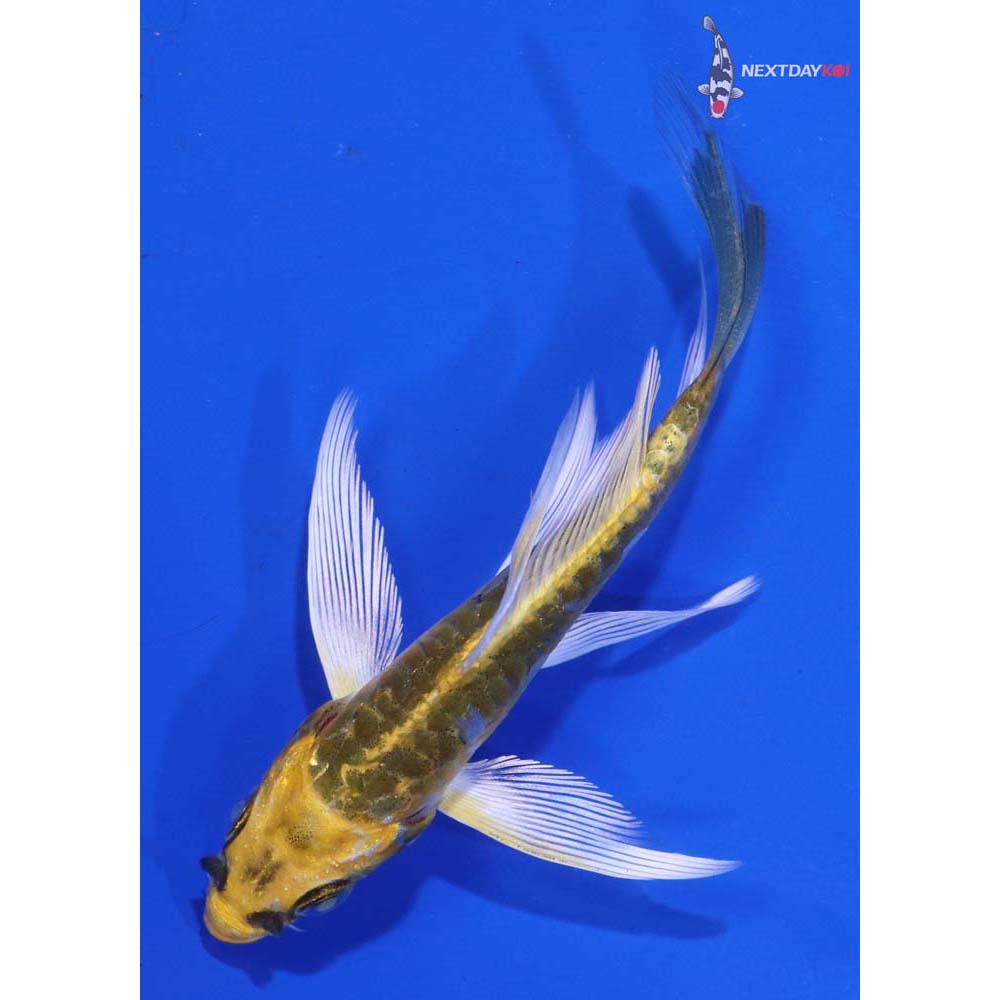 3.5” ImportedArmor Scaled Ki Matsuba Butterfly Koi