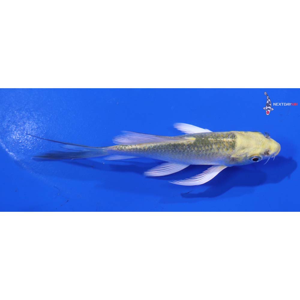 4” Imported Ki Matsuba Butterfly Koi